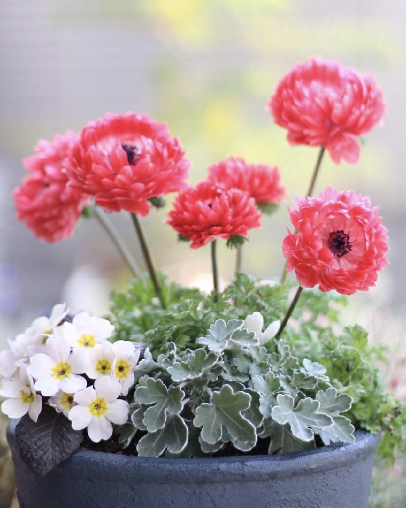 小さな庭の画像 by toto*coさん | 小さな庭とアネモネとプリムラとマムとアネモネ・凛々花と寄せ植え.とプリムラ ワンダとアネモネ会と寄せ植えとアネモネ 八重と季節の花とおうち園芸と緑のある暮らしと赤い花と成長記録とガーデニングと花のある暮らしと見てくれてありがとう♡とお花好き