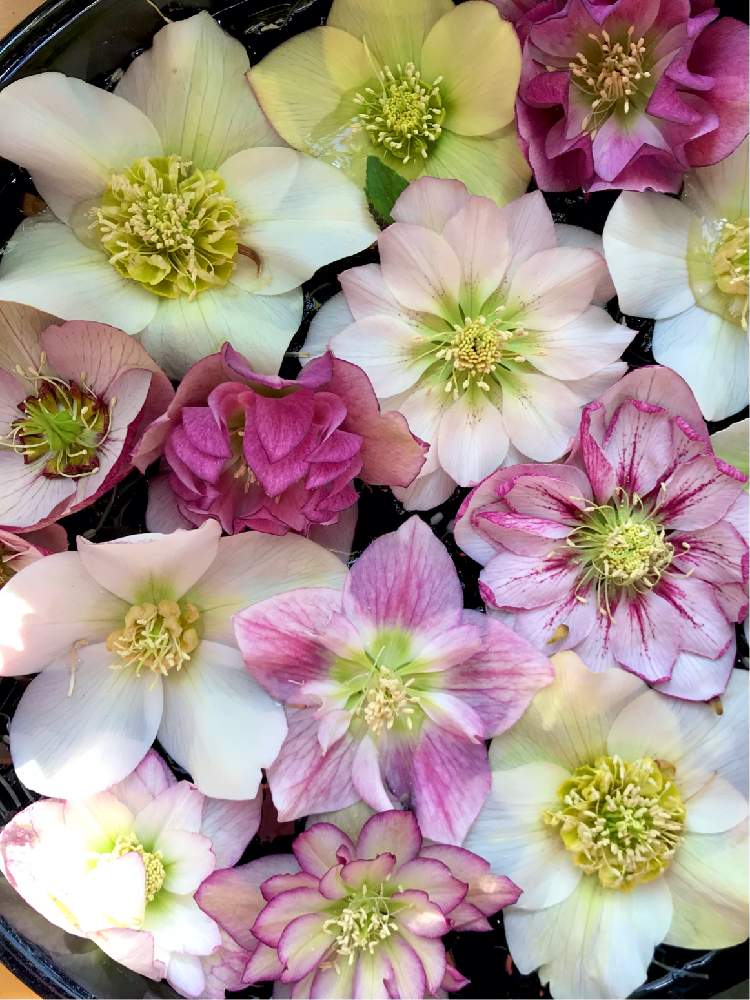 お出かけ先の画像 by ゆみこさんさん | お出かけ先とクリスマスローズと道の駅とピンクの花と冬の花と新潟と白い花とかわいいな♡とiPhone撮影