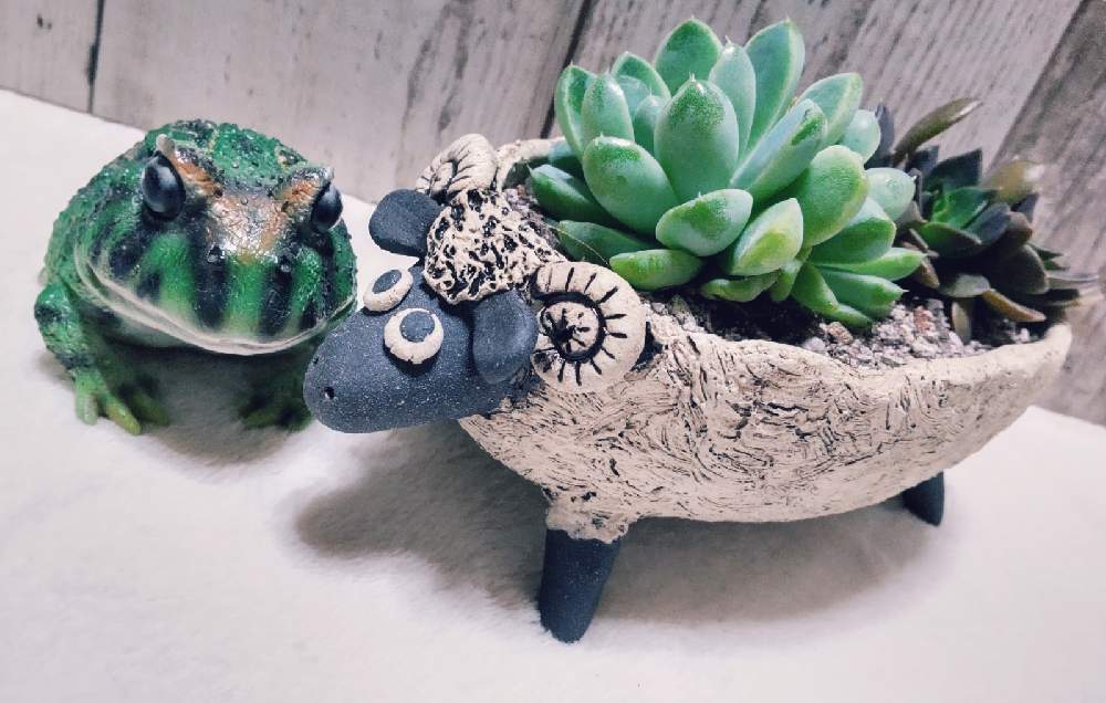 部屋の画像 by しのんさん | 部屋とゲッセルリンゲアーナと広島出張所と多肉植物とHTCとI love はちゅと休日とひつじ鉢とかえるとHTC No.16とかわいい♡とひゃっほ~!とお気に入り♡と富山支部と大好きとコロナに負けるな!と地震お見舞い申し上げますとジャスミンさんの手作り鉢と18日はI love はちゅの日と多肉寄せ植えとめぇめぇ鉢