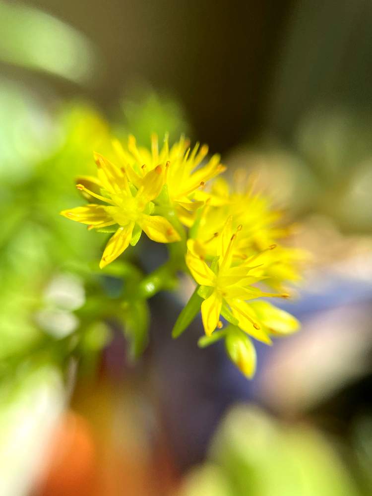 部屋の画像 by butterflyさん | 部屋と多肉植物と我家の多肉⭐︎と花芽~♥︎と多肉植物寄せ植えと日光浴と綺麗⭐︎と可愛い