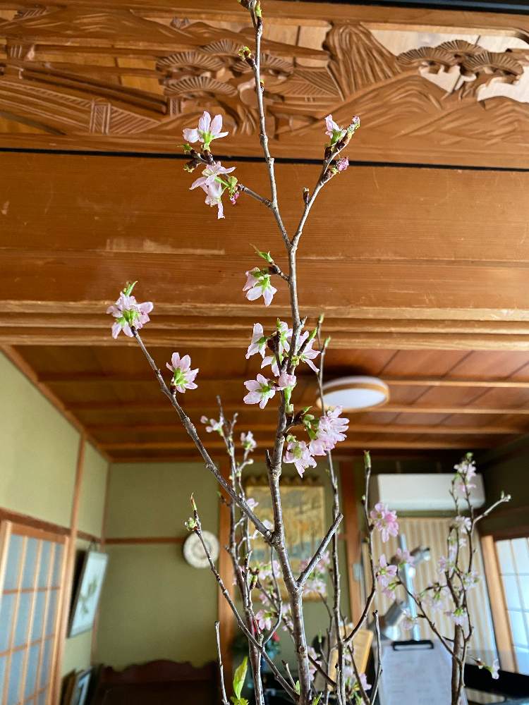 インテリアの画像 by ゆーみんさん | インテリアと桜・sakura・満開とおうち園芸とお気に入りの器や花瓶と植物