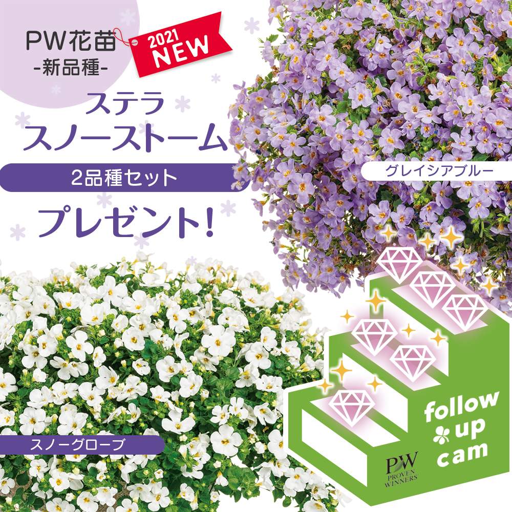の画像 by PROVENWINNERSさん | ステラとPWとPWキャンペーンとステラ スノーストームとガーデリンクとPWガーデリンクとPWプルーブンウィナーズとプルーブンウィナーズとProven Winnersと2021年新品種とPW育てた