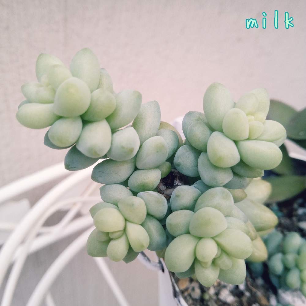 小さな庭の画像 by milkさん | 小さな庭とビアホップ と多肉植物