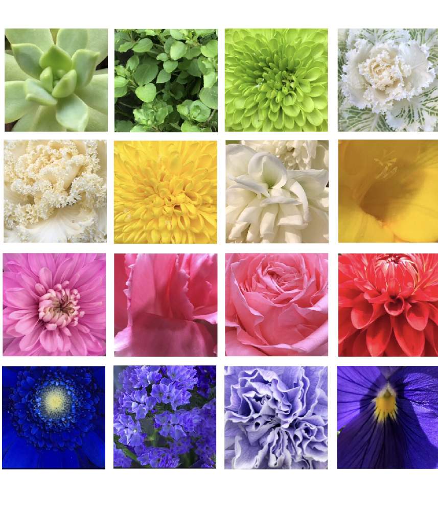 の画像 by 4匹の猫ママさん | 皆様に感謝します^_^と菊の花^_^と赤い花^_^と色合いが可愛いと葉牡丹^_^と仙台市青葉区界隈と青いガーベラと皆様いつも有り難う^_^とフリージア^_^と我家の多肉^_^とカーネーション^_^と大きなダリアとスターチス^_^とパンジー^_^と薔薇^_^と白い薔薇^_^