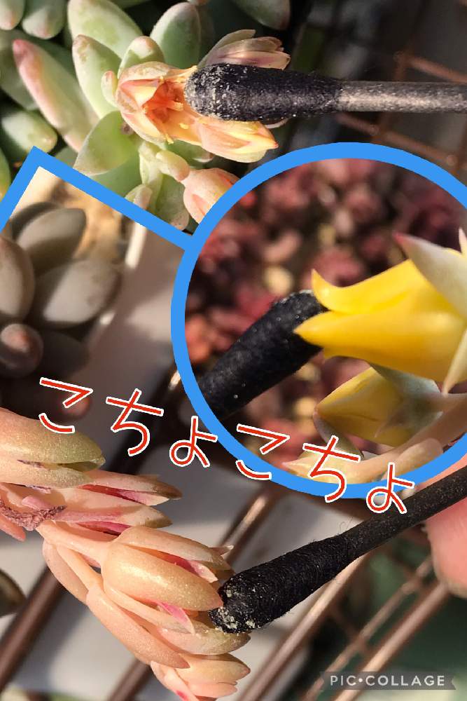 バルコニー/ベランダの画像 by ETさん | バルコニー/ベランダとベビーフィンガーと樹氷の花とクリスマスイブの花と多肉植物と多肉の花と多肉大好きとfeelとベビーフィンガー❤︎とセデベリア属 樹氷とパキフィツム属 ベビーフィンガーとクリスマスイブ☆と受粉とベビーフィンガー♡と樹氷さんとエケベリア クリスマスイブ
