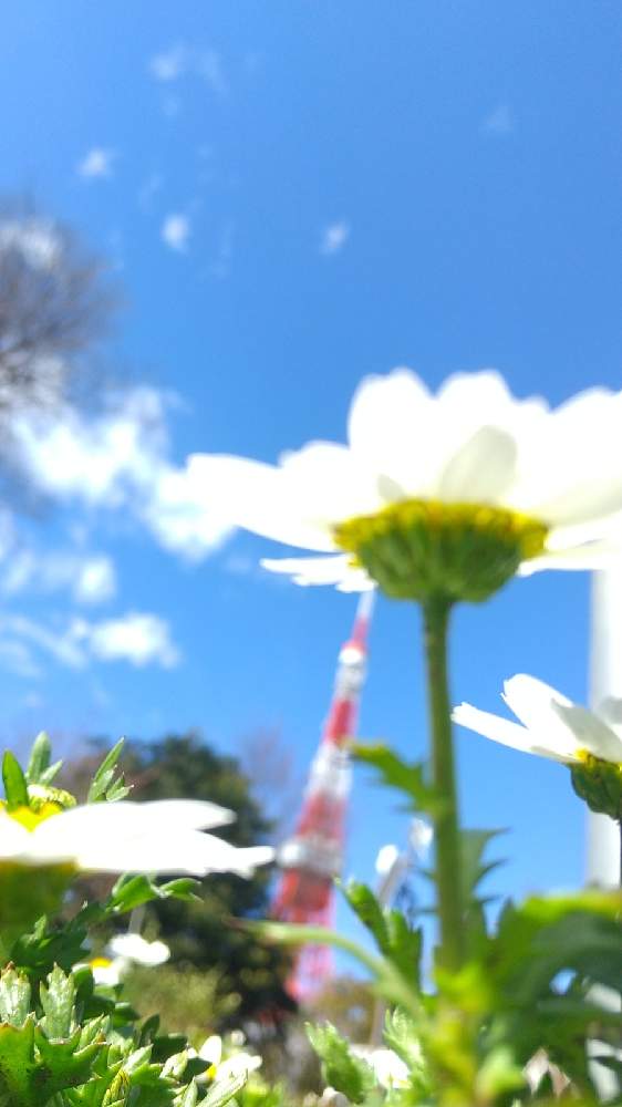 の画像 by うりあんずさん | ノースポールと東京タワーと港区と回文とかずらの会