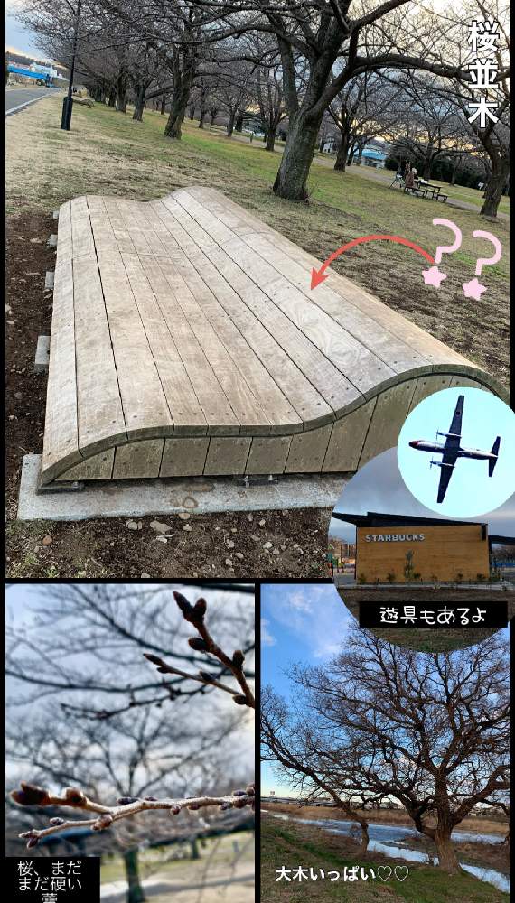 お出かけ先の画像 by kane flowerさん | お出かけ先とサクラとサクラとヤナギとスターバックス 狭山店と入間川 橋と公園と埼玉県と昨日