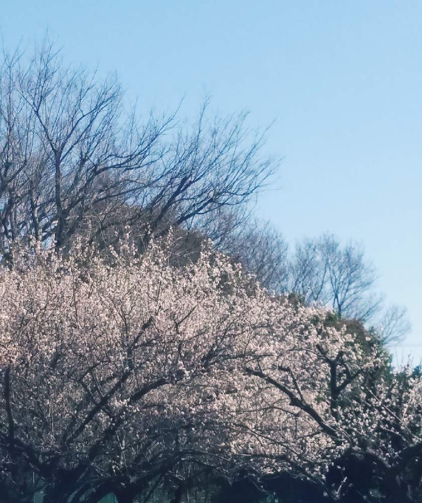 の画像 by パトリシアさん | 梅(うめ)と俳句とGS句会
