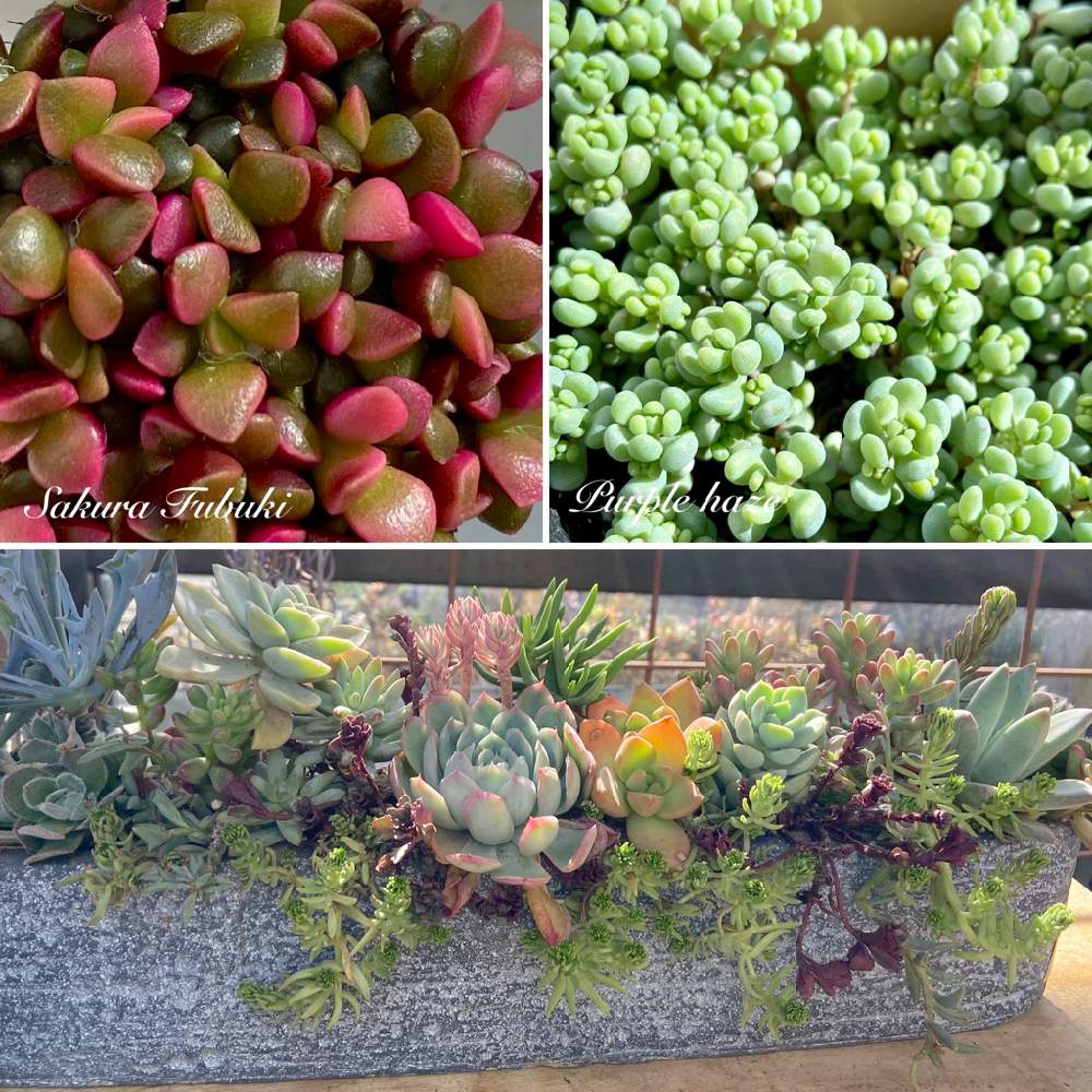 小さな庭の画像 by みんみんさん | 小さな庭と多肉植物と寄せ植えとおうち園芸とはちうえとガーデニングと花のある暮らしと多肉 桜吹雪と多肉植物の紅葉と多肉寄せ植えと パープルヘイズとお出かけ先にて