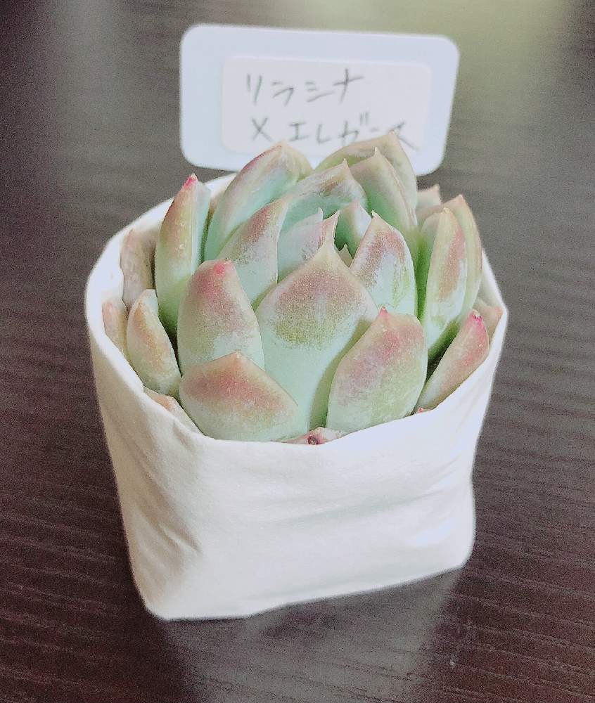 の画像 by ぬーさん | 多肉植物とGSでお買い物とメモと#自己満日記と多肉小屋と自然にお任せと大いに自己満と販売会とおうち園芸と初心者日記とタニ友募集と多肉友達募集中と韓国苗と多肉生活と大いに自己満と記録用