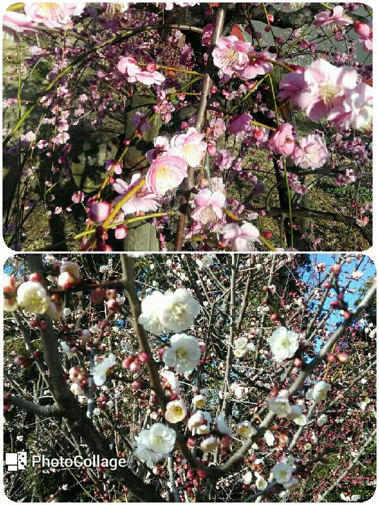 お出かけ先の画像 by あんぜんさん | お出かけ先とうめと梅の花と公園