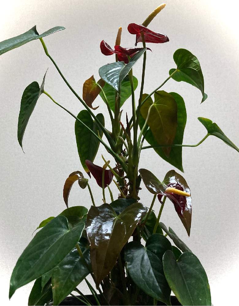 部屋の画像 by nYaoさん | 部屋とアンスリウムと開花と観葉植物と新しい葉っぱと葉っぱツヤツヤと赤い花と子株とハート❤