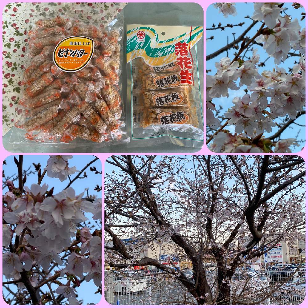 お出かけ先の画像 by まつぴよさん | お出かけ先と玉縄桜と素敵便とありがとう♡とさくら 桜 サクラと繋がりに感謝✨