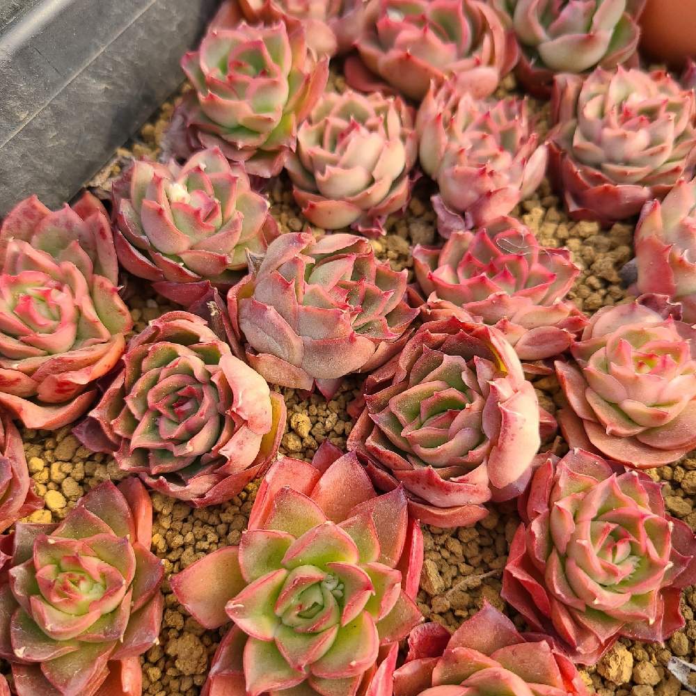 小さな庭の画像 by トロピカルガーデン埼玉さん | 小さな庭と多肉植物と韓国苗販売とおうち園芸とエケベリア属と多肉女子とトロピカルガーデン群馬とタニラーと多肉植物販売群馬とトロピカルガーデンと多肉植物販売埼玉と多肉植物 エケベリアとsucculent plantsとEcheveriaとsucculentとトロピカルガーデン埼玉