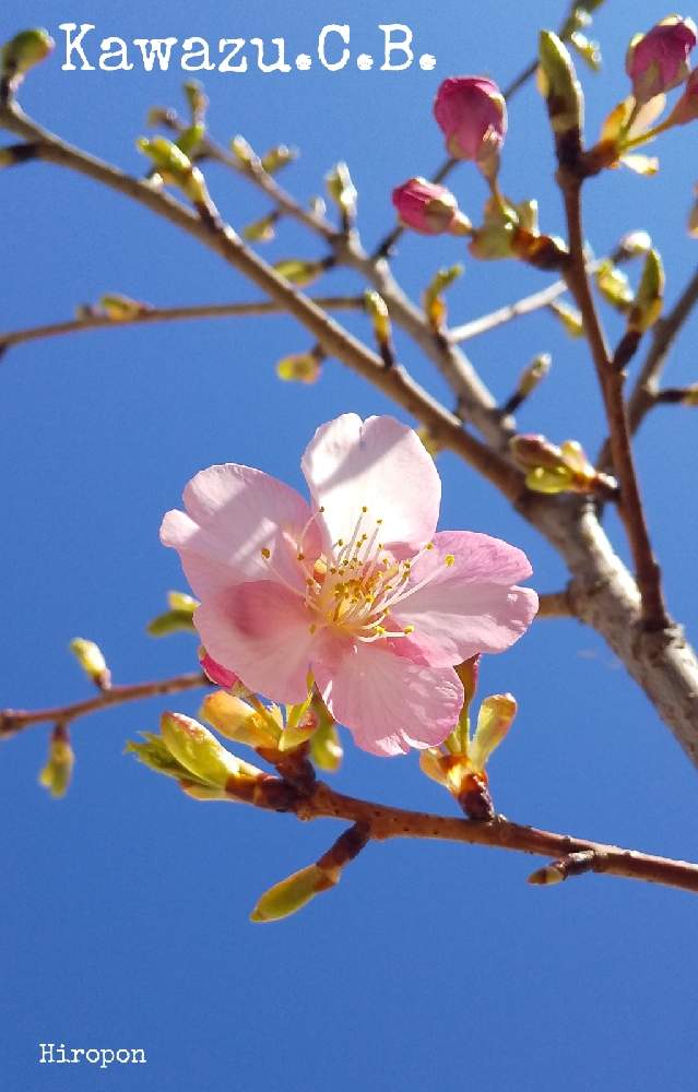 小さな庭の画像 by ひろぽんさん | 小さな庭と河津桜と医療・介護の皆様に感謝とピンク!ピンク!ピンク!とピンクの花といつもありがとう♡と春が来た❣️と日本原産とバラ科としべ好きと平和を願う☆と花のある暮らしとかわいいな♡とGREEN UP!と新芽と地植えとワクワク♡