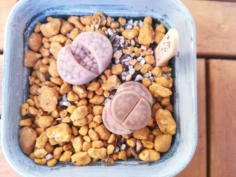 バルコニー/ベランダの画像 by pipiさん | バルコニー/ベランダとリトープスと琥珀玉と多肉初心者と相談とリトープス初心者
