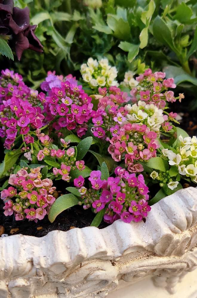 小さな庭の画像 by Bree Van de Kampさん | 小さな庭と寄せ植えとおうち園芸とスイート アリッサムとスイートアリッサム混合♡*゜とガーデニングと花のある暮らし