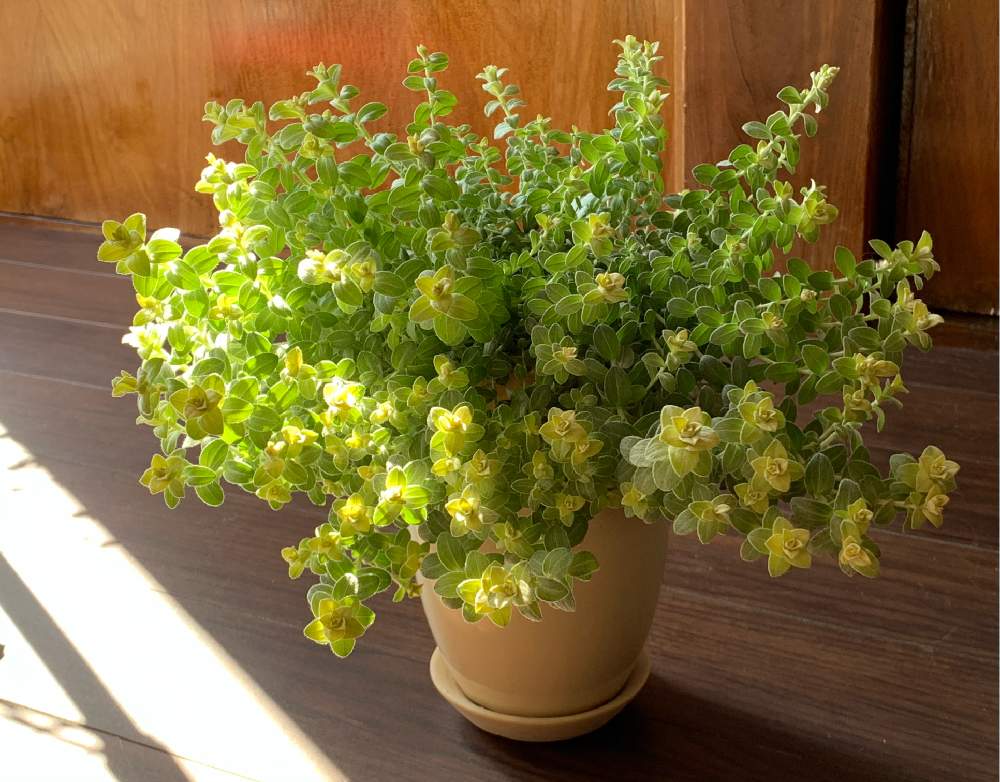 の画像 by ちきさん | ヘリクリサム ライムミニと観葉植物とおうち園芸とお気に入りの器や花瓶と植物