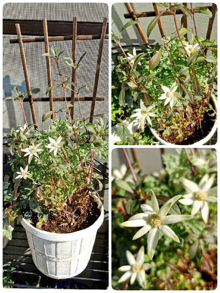 の画像 by マカロンさん | 小さな幸せ❤とフランネル フラワーとフランネルフラワー♡とflowerとgsでの出会いに感謝♡と花のある暮らしとおうちで自然を感じる