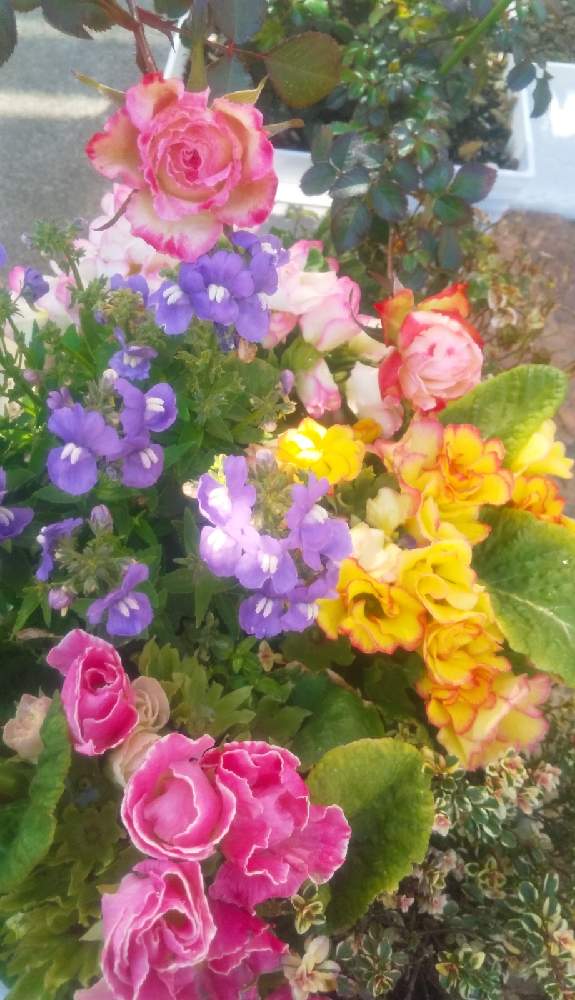 小さな庭の画像 by ゆみゅさん | 小さな庭とタイムとネメシアとバラと薔薇とミルキーウェイとバラ咲きジュリアンとバラ咲きジュリアンとプリムラ ジュリアンとみるぴんとミニバラと薔薇・バラ・ばらと寄せ植えと寄せ植え初心者と華やかとおうち園芸とバラ咲きプリムラジュリアンときれいな色と春待ちと花のある暮らしと小さな花と小さなお庭