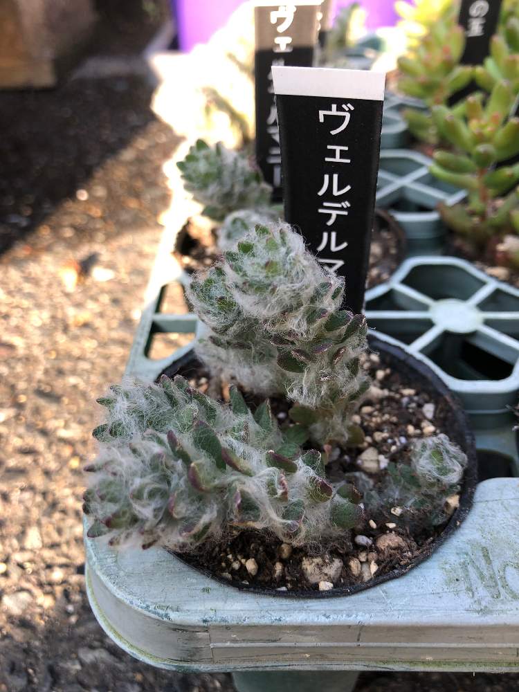 アプローチの画像 by hippo potamasさん | アプローチとヴェルデルマニーと多肉植物と多肉男子とgreen gardenとおうち園芸とbotanical lifeと花のある暮らし