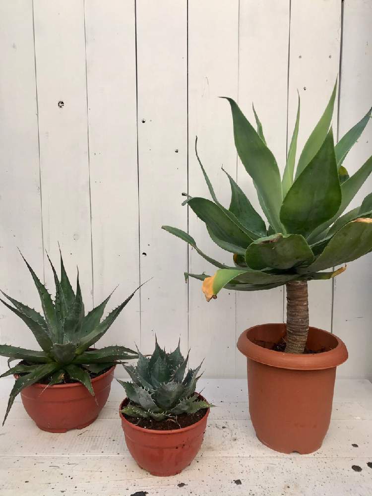 の画像 by CLUTCH FURNITUREさん | 多肉植物とアガベ女子と男前プランツと観葉植物と植物のある暮らしと新入荷とオンラインショップと多肉植物のある暮らしと葉っぱアートと男前とアガベ属