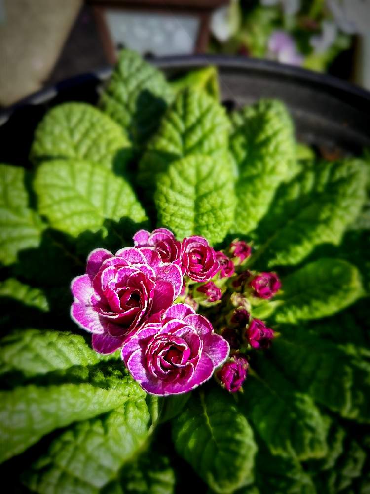 の画像 by マカロンさん | 春のお花と小さな幸せ❤と春の訪れとflowerとプリムラ ベラリーナとgsでの出会いに感謝♡と花のある暮らしとおうちで自然を感じるとプリムラベラリーナ ライブリーライラック