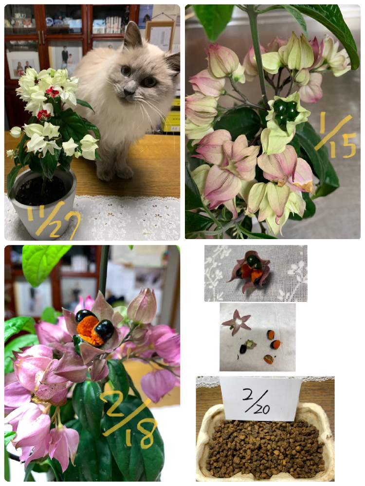 キッチンの画像 by なおちゃんさん | キッチンと源平カズラと源平カズラの種と源平カズラの実と春が待ち遠しい❤️と源平カズラとしろちゃんと源平カズラの種まき
