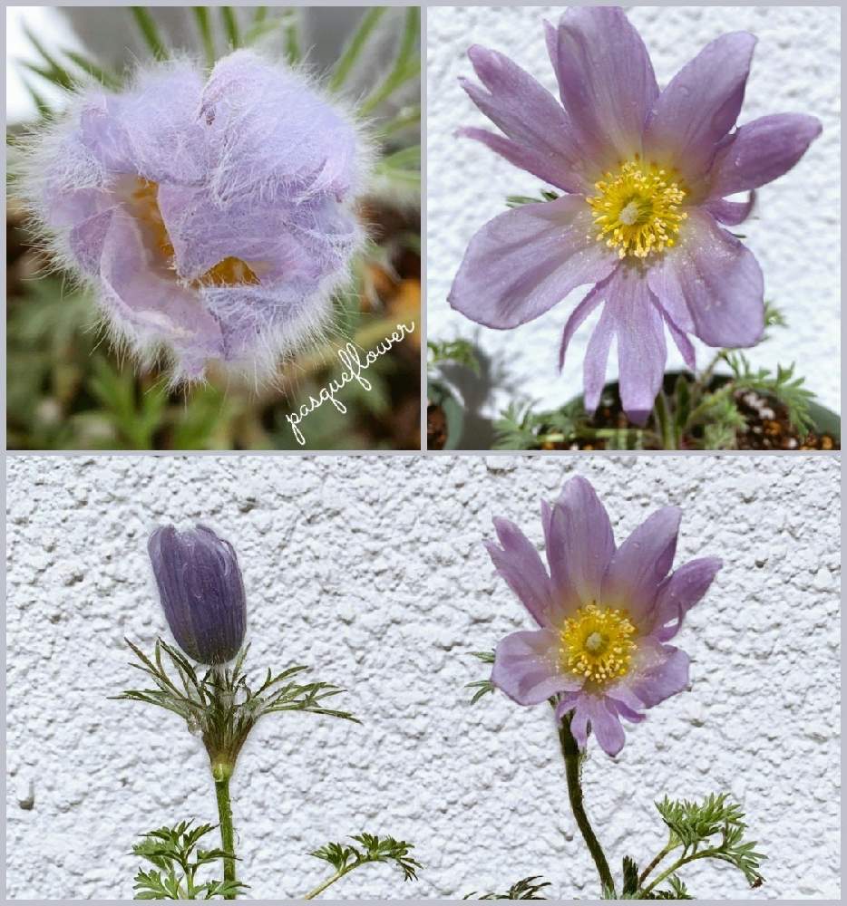 の画像 by oharuさん | キンポウゲ科おきな草とキンポウゲ科とおきな草✴と黄色のおきな草