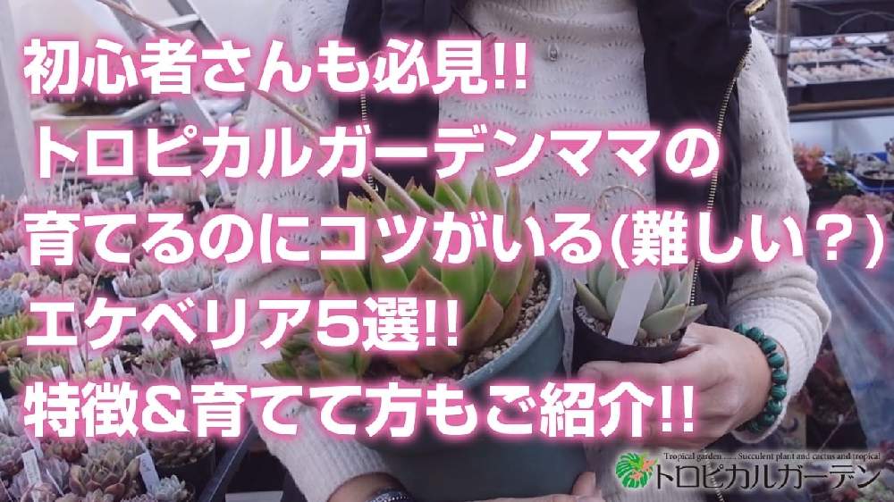 小さな庭の画像 by トロピカルガーデン埼玉さん | 小さな庭と多肉植物と韓国苗販売とおうち園芸とエケベリア属と多肉女子とトロピカルガーデン群馬とタニラーと多肉植物販売群馬とトロピカルガーデンと多肉植物販売埼玉と多肉植物 エケベリアとsucculent plantsとEcheveriaとsucculentとトロピカルガーデン埼玉