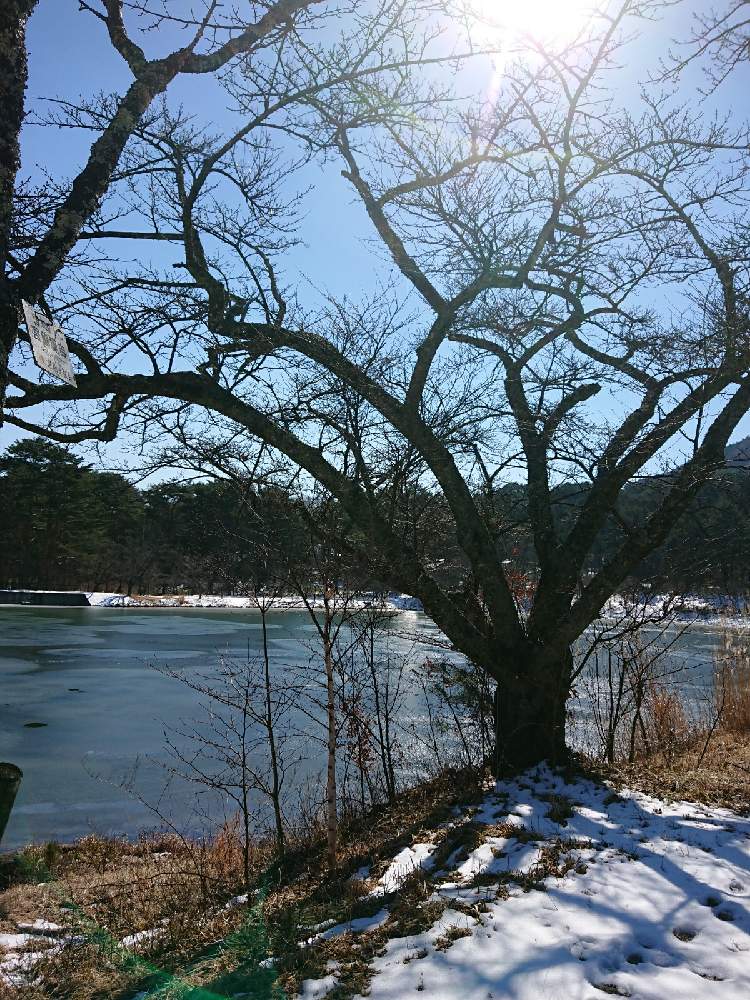 お出かけ先の画像 by えりっちさん | お出かけ先とソメイヨシノと植木と駒ヶ根高原と長野県 駒ヶ根市と大沼池