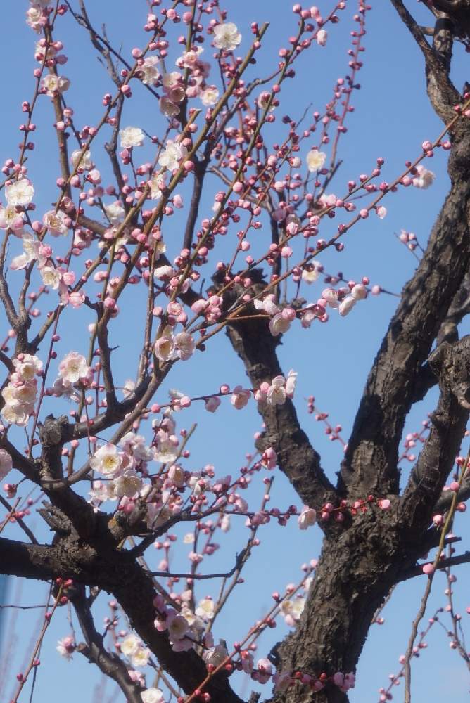 お出かけ先の画像 by 野ニンさん | お出かけ先とGSでお買い物と出版とGS映えとGreenSnapmarcheと花のある暮らしと#greensnapとGREEN UP!