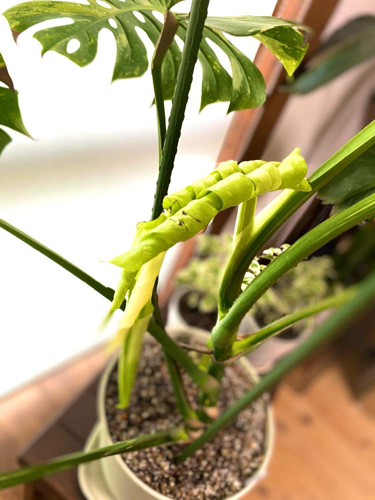 部屋の画像 by なっちゃんさん | 部屋とモンステラ バリエガータと新芽♪と観葉植物を楽しむと緑に囲まれてとボタニカルライフとワサワサとモリモリとおうち園芸と 斑入りモンステラと朝日を浴びて✨と元気の源とカワイイ葉っぱと大きく育てたいといやされる