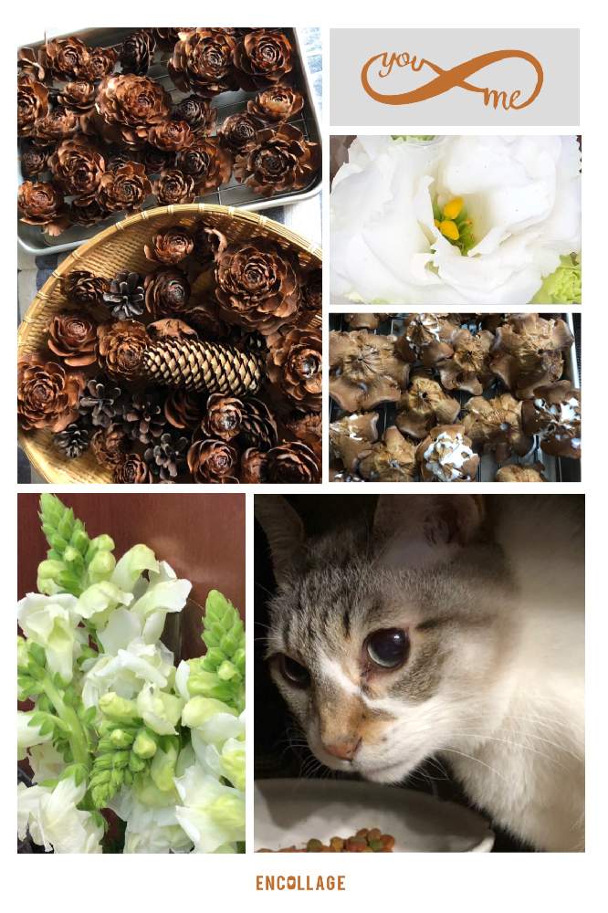 部屋の画像 by 4匹の猫ママさん | 部屋とストックとシダーローズ☆と皆様いつも有り難う^_^と白い花^_^と帰宅途中の出会い^_^