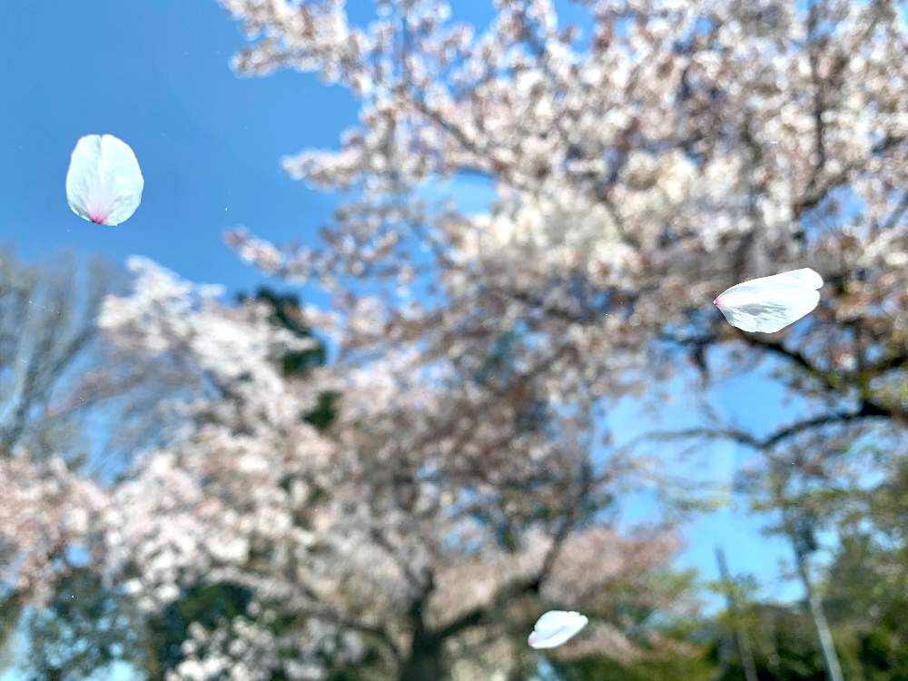 お出かけ先の画像 by fldotzさん | お出かけ先とソメイヨシノと今日のお花と桜 ソメイヨシノ