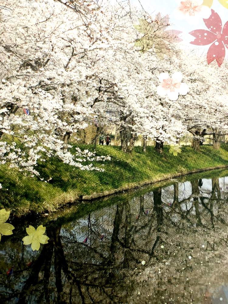 お出かけ先の画像 by * mai *さん | お出かけ先と私の癒し♡と1日も早いコロナ収束をと花マニアと花との一期一会とさくら 桜 サクラとさくら❤︎とありがとう医療従事者の方々と今日のお花❣️と花のある暮らし❤と花好きな人とつながりたい✿と心がほっこりと今日も元気に♪とさくらと愛をこめて