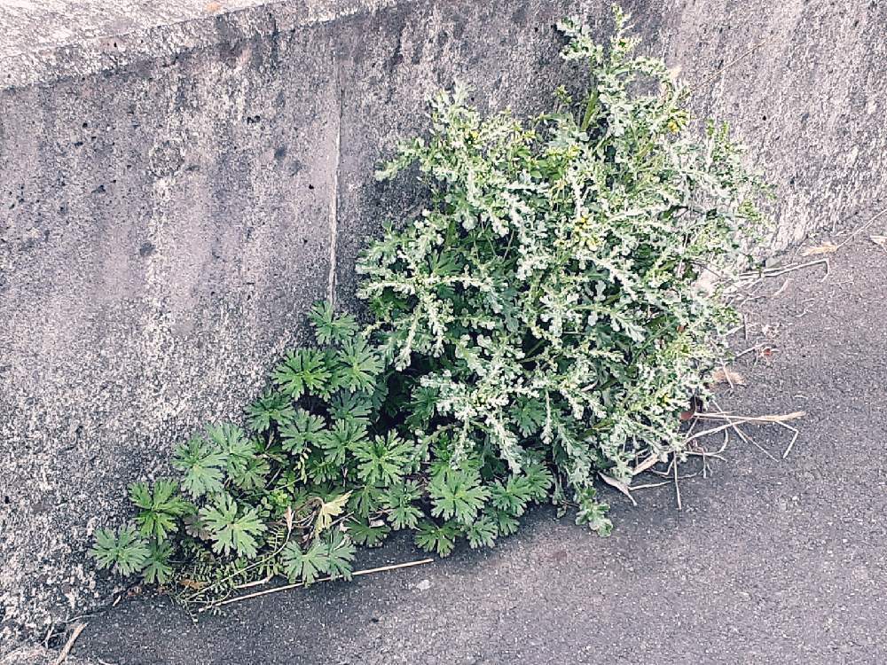 お出かけ先の画像 by さくら貝さん | お出かけ先とアメリカフウロとノボロギクと葉っぱとスマホ撮影とノボロギクの花とアメリカフウロ*