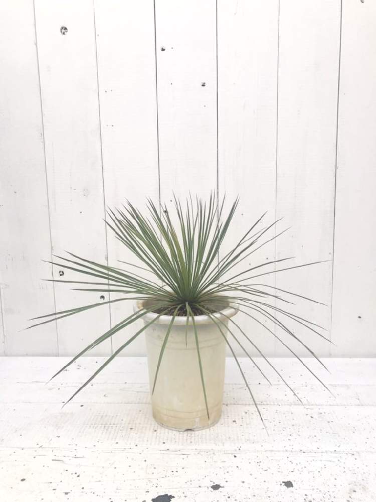 の画像 by CLUTCH FURNITUREさん | ユッカとユッカリネアリスと寒さに負けないと男前プランツと観葉植物と植物のある暮らしと男前植物と寒さに強いとユッカ属と新入荷と葉っぱアートと耐寒性とドライガーデンとリュウゼツラン科とオンラインショップと神戸と男前と地植え