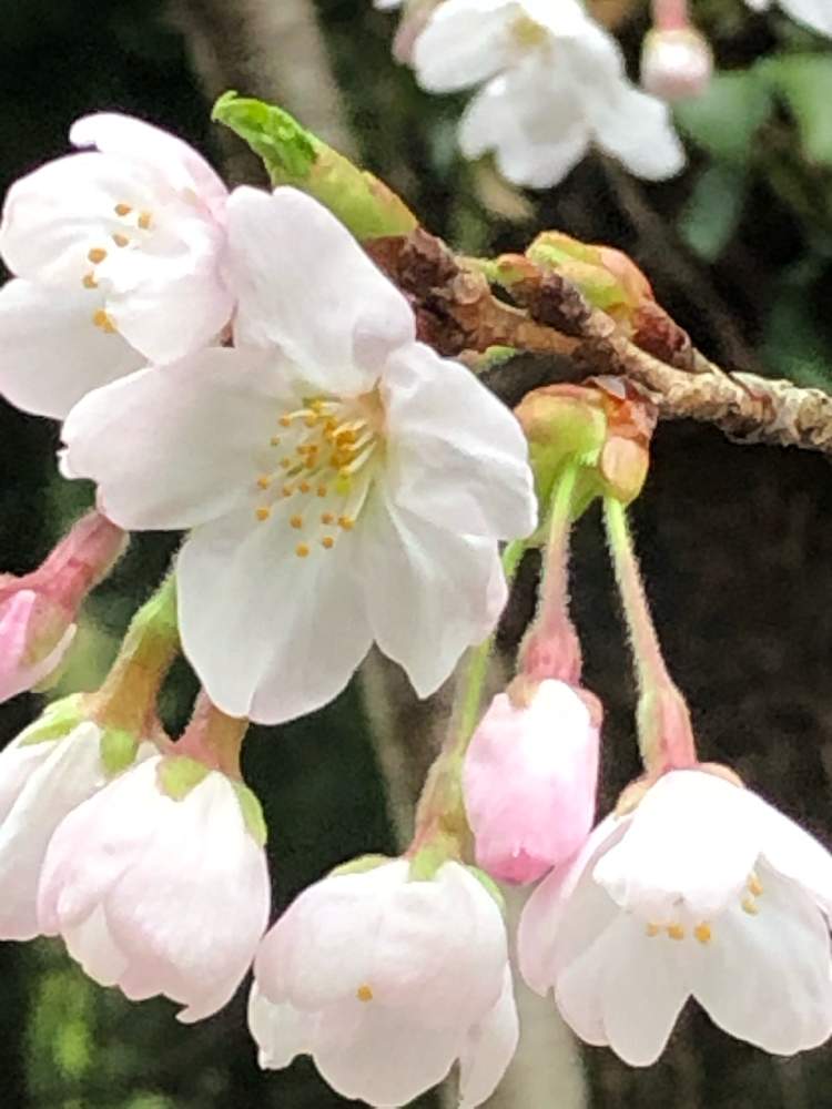 の画像 by みなっくまさん | ソメイヨシノと遊びゴコロとコロナに負けるな!と今日のお花と花のある暮らしとチーム愛知