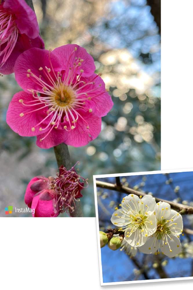 お出かけ先の画像 by kaoriさん | お出かけ先と梅の花とピンクの花と花のある生活と綺麗と癒されるとかわいいと白い花と緑のある生活