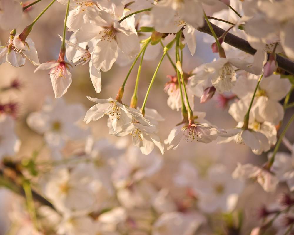 お出かけ先の画像 by otoさん | お出かけ先と桜(ソメイヨシノ)と川沿いの桜並木と桃色の花と思い出picと陽の光を浴びて