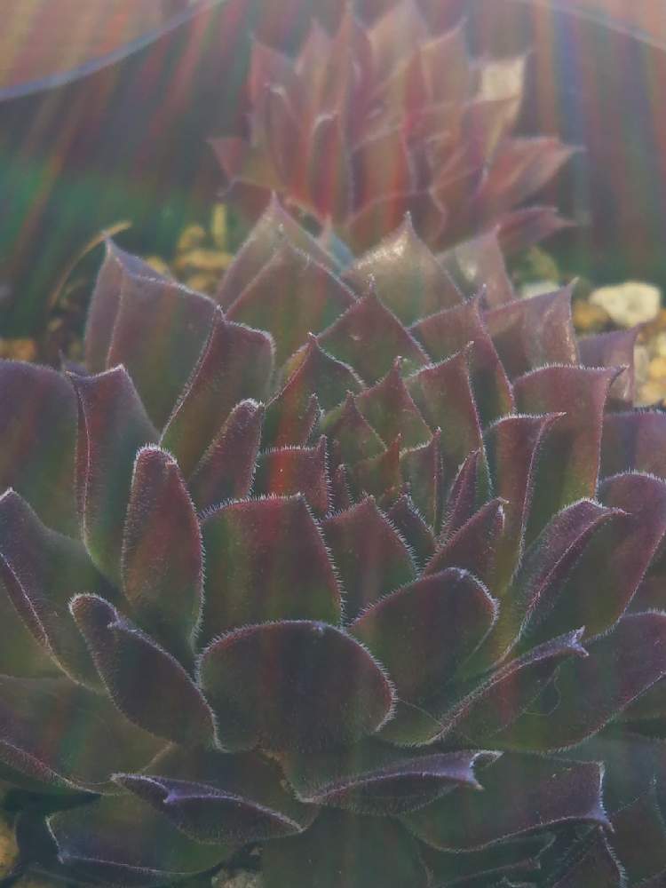 棚の画像 by はははさん | 棚と多肉屋敷と多肉植物とパシフィックシリーズと観葉植物とsempervivumと センペルビウムとセンペルビヴム属とセンペルビウム☆とおうち園芸とセンペルビウム属 パシフィックグレースと紅葉多肉と群生派