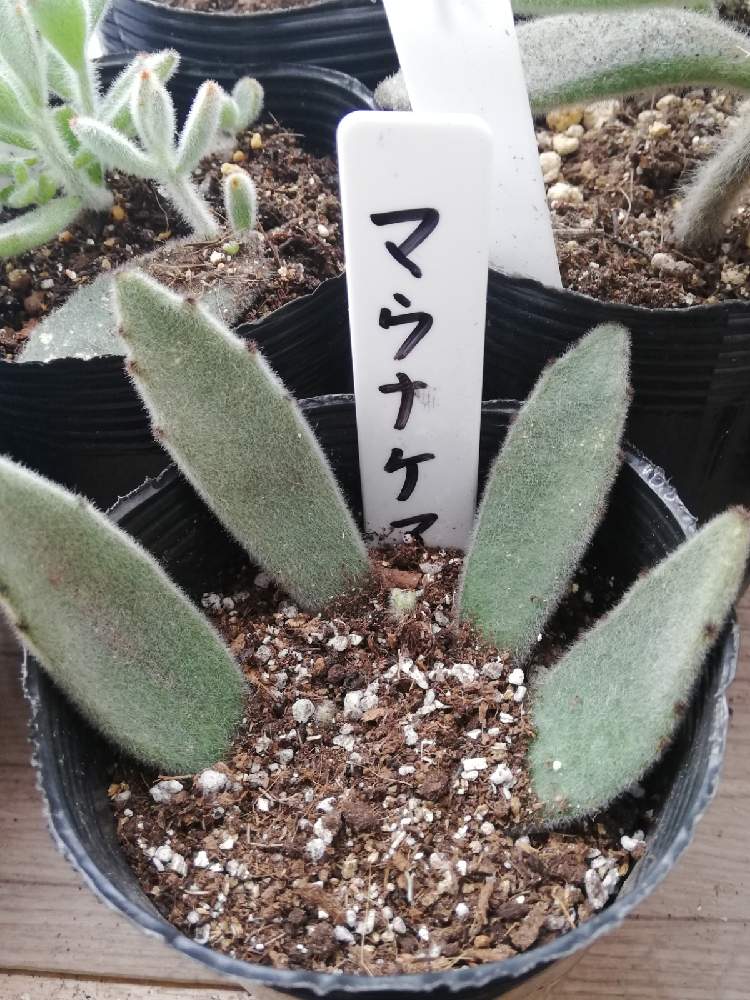 の画像 by アンソニーさん | 多肉植物と多肉男子とウサ耳祭りと白兎耳。とステファン苗♡とおうちde菜園とパンダラビット!とおうち園芸と多肉女子と チョコレートソルジャーと福兎耳♪とカランコエ属と花のある暮らしと ゴールデンラビットと月兎耳☘️と 月兎耳