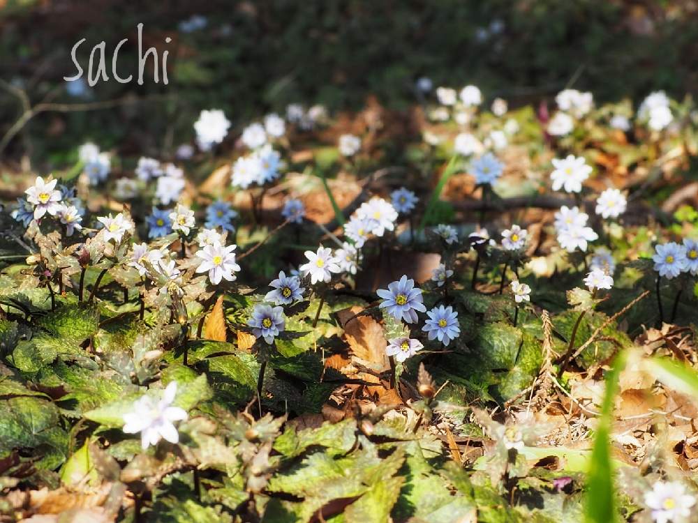 お出かけ先の画像 by sachiさん | お出かけ先とユキワリイチゲと最前線のあなたへと負けないで!と山野草と小さな希望とコロナに負けるな!と#最前線のあなたへと希望の輝きと#幸旅と今日の花便りと花のある暮らし