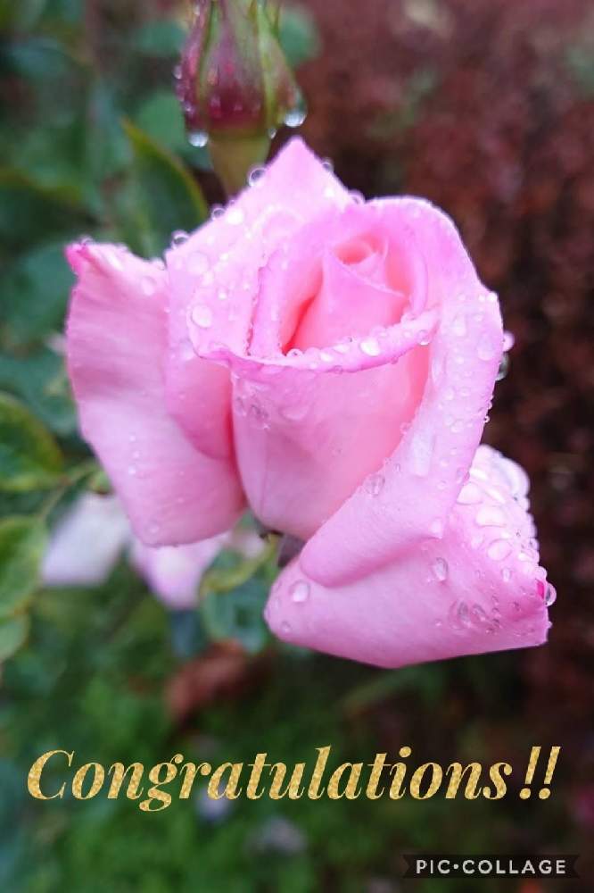 お出かけ先の画像 by カタカゴさん | お出かけ先とバラ プリンセスアイコとばらとバラ、薔薇、ばらとお祝いpicと癒やされると代々木公園と医療・介護の皆様に感謝とピンクの花と素敵な花と春よ来い、早く来いとお花大好きときれいとありがとう医療従事者の方々と㊗️かねーちゃん800pic