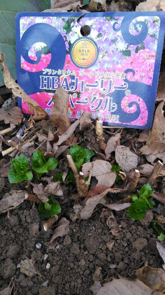 広い庭の画像 by 鬼ヤドカリさん | 広い庭とカーリースパークルと紫陽花 アジサイ あじさいと雑木林に住んでる