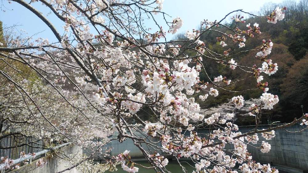 お出かけ先の画像 by なほさん | お出かけ先と今日のお花と桜 ソメイヨシノ