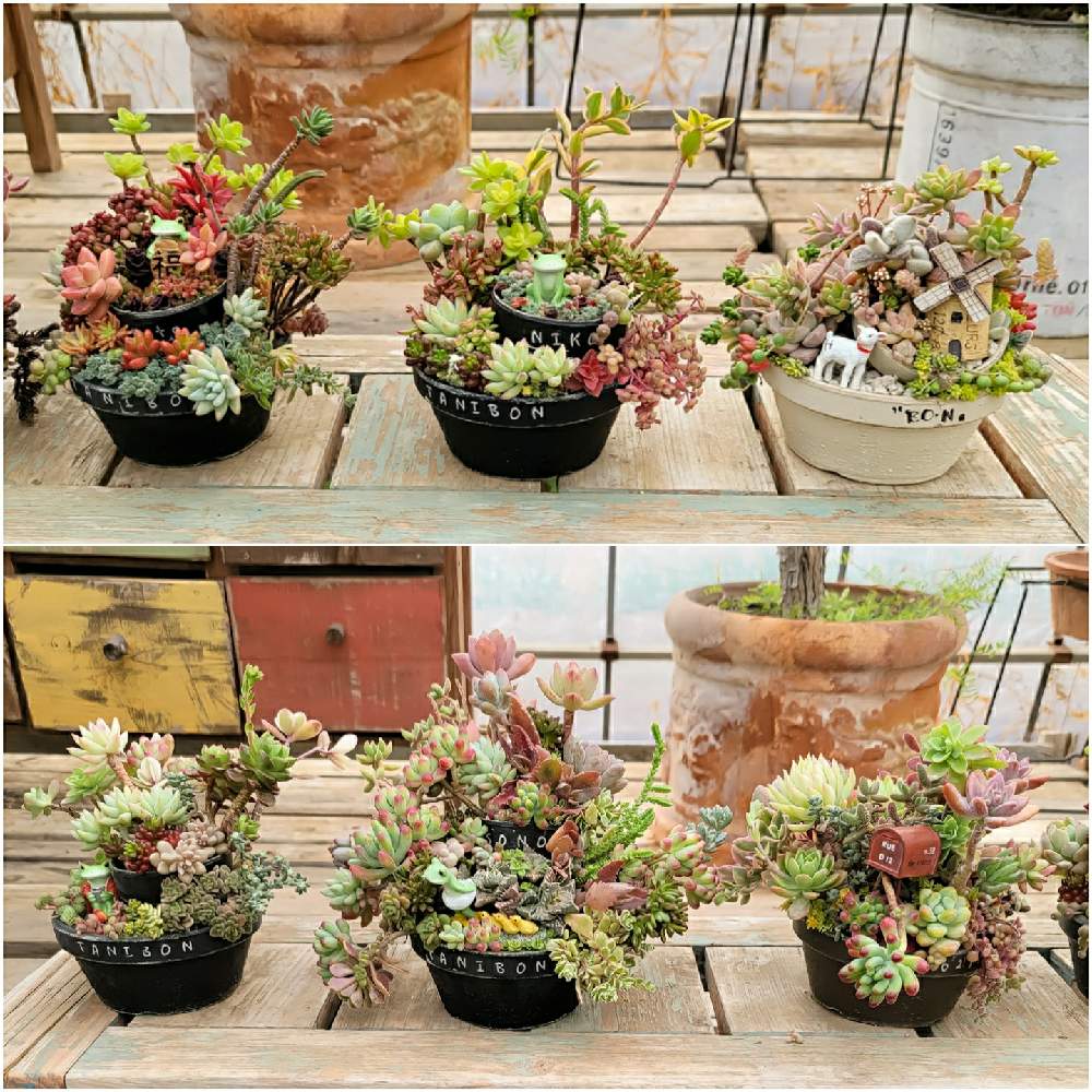 の画像 by 河野自然園さん | 多肉植物と神奈川とGS映えと横浜とRinと多肉女子とレッスンとガーデニングと多肉寄せ植えと河野自然園