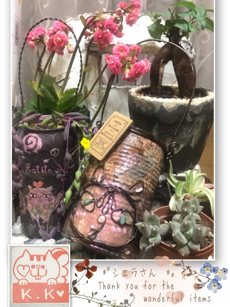 部屋の画像 by K.Kさん | 部屋と火祭りの光とフーケリーハイブリッドと多肉植物とシエラさん素敵便とGSミニモニ。とGSミニモニ。No.12と斑入り葉とGS植物うちなーぐち会