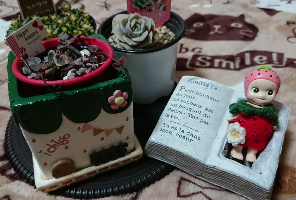 部屋の画像 by syamunekoさん | 部屋とハートカズラとラブリーローズとベッラデインベルノ‥とインスタ抽選販売とキモカワ倶楽部とがんばろう1.17としあわせ運べるようにと猫大好き‼とかわちいとberryさんリメ鉢